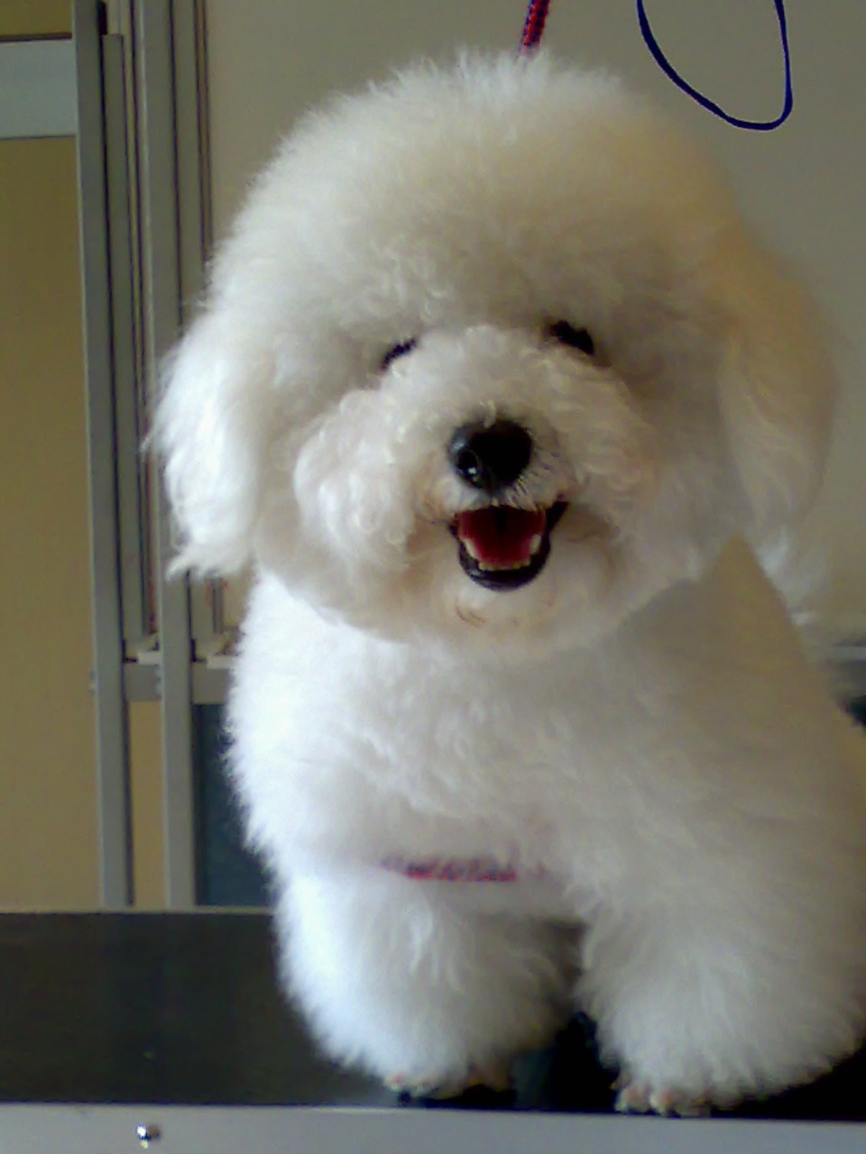Dogs